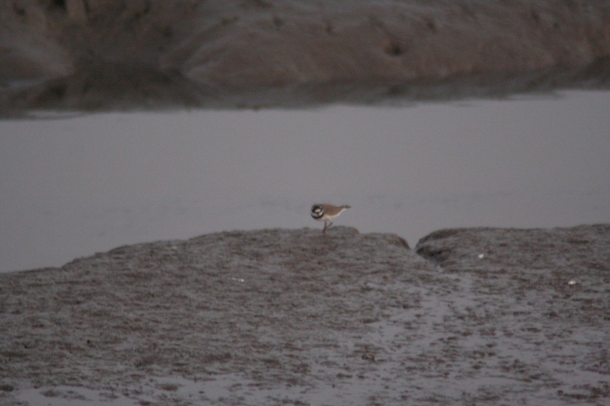 Common Ringed Plover - ML74995431