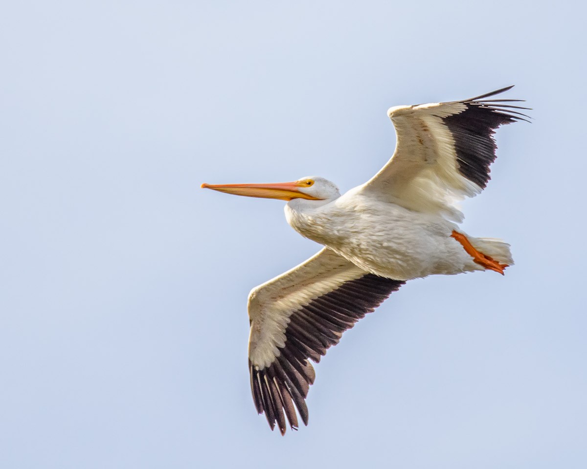 American White Pelican - mark kraus