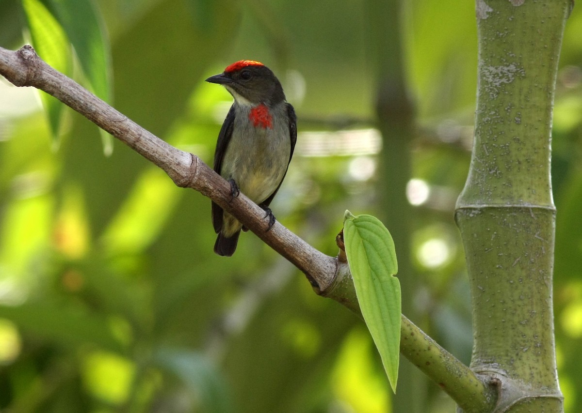 Red-capped Flowerpecker - ML74997531