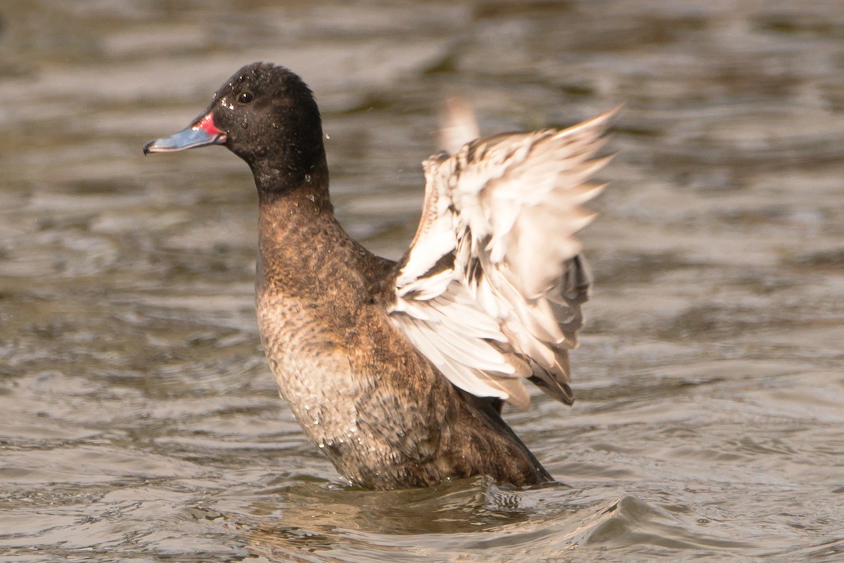 Black-headed Duck - ML74999601
