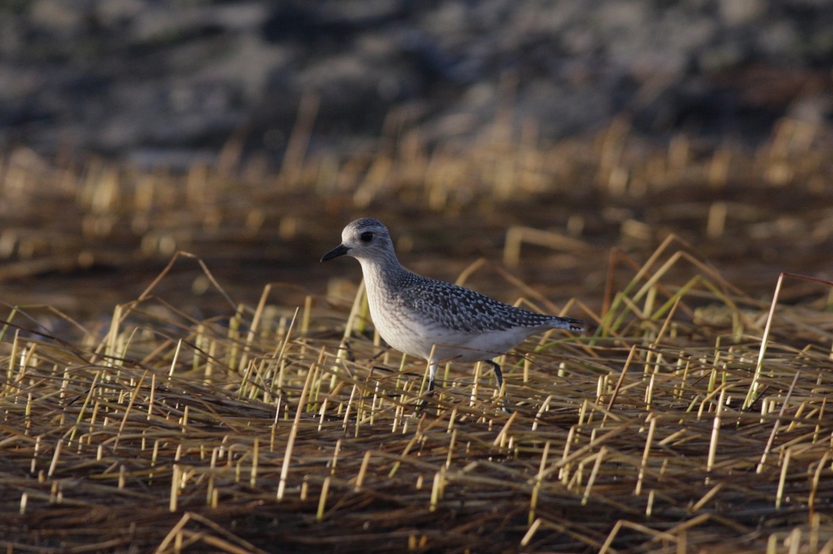 Black-bellied Plover - Albini Couture