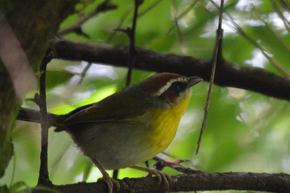 Rufous-capped Warbler - ML75001991