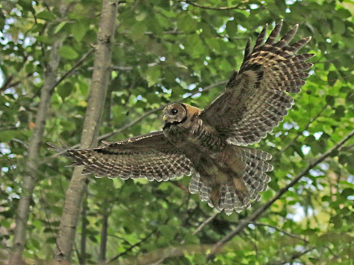 Spotted Owl - ML75005051