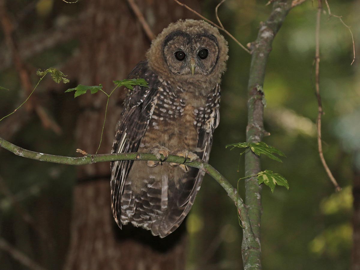 Spotted Owl - ML75005121