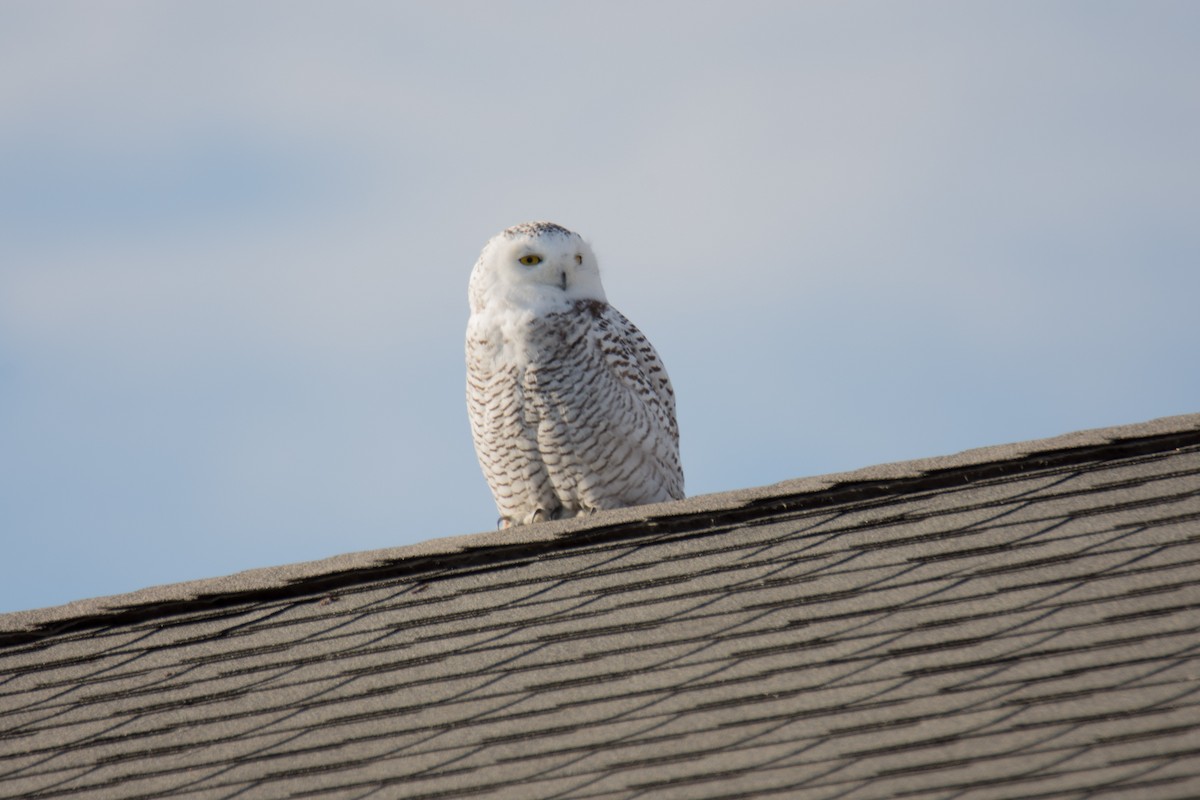Snowy Owl - ML75006141