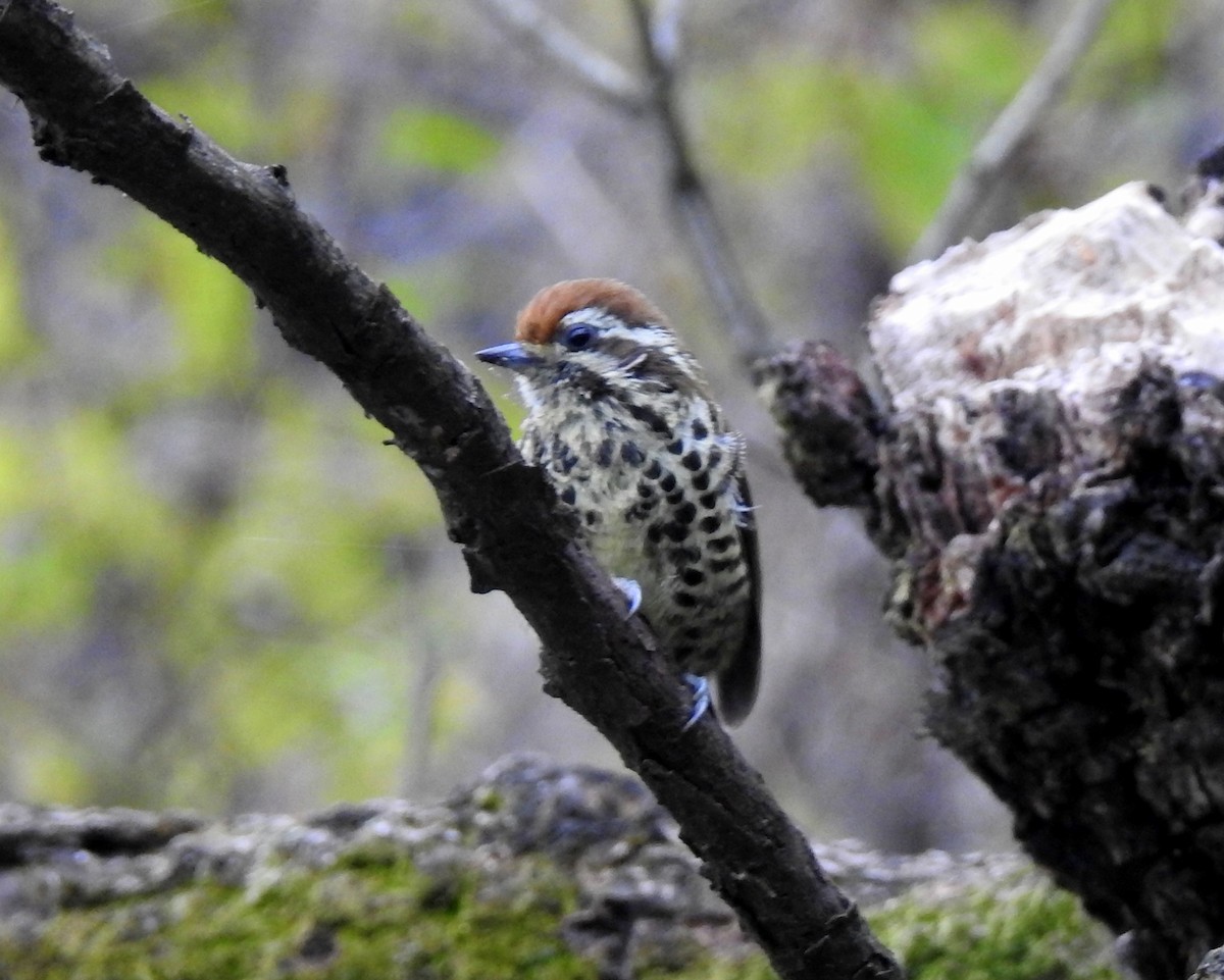 Speckled Piculet - Scott Young