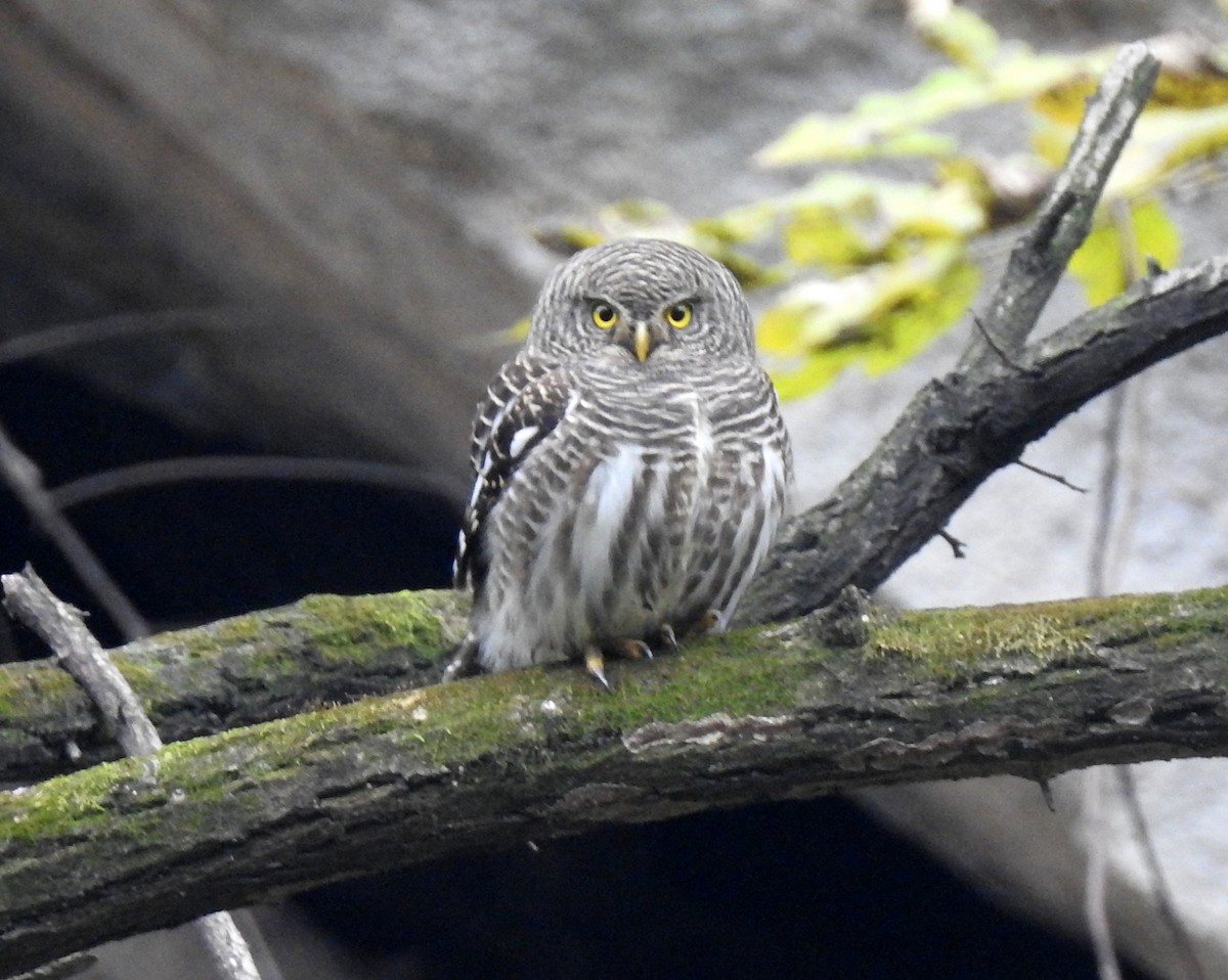 Asian Barred Owlet - Scott Young