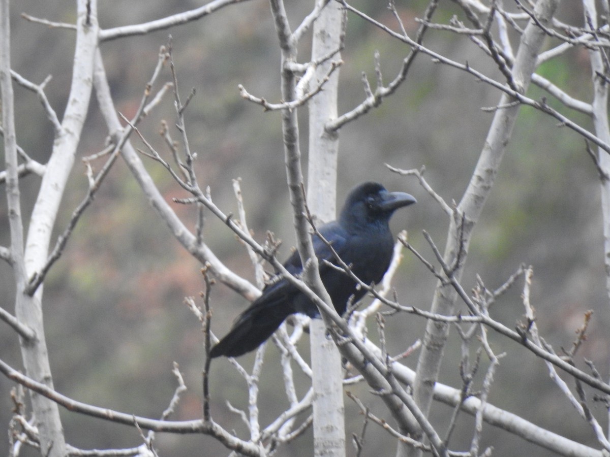 Large-billed Crow - ML75008121