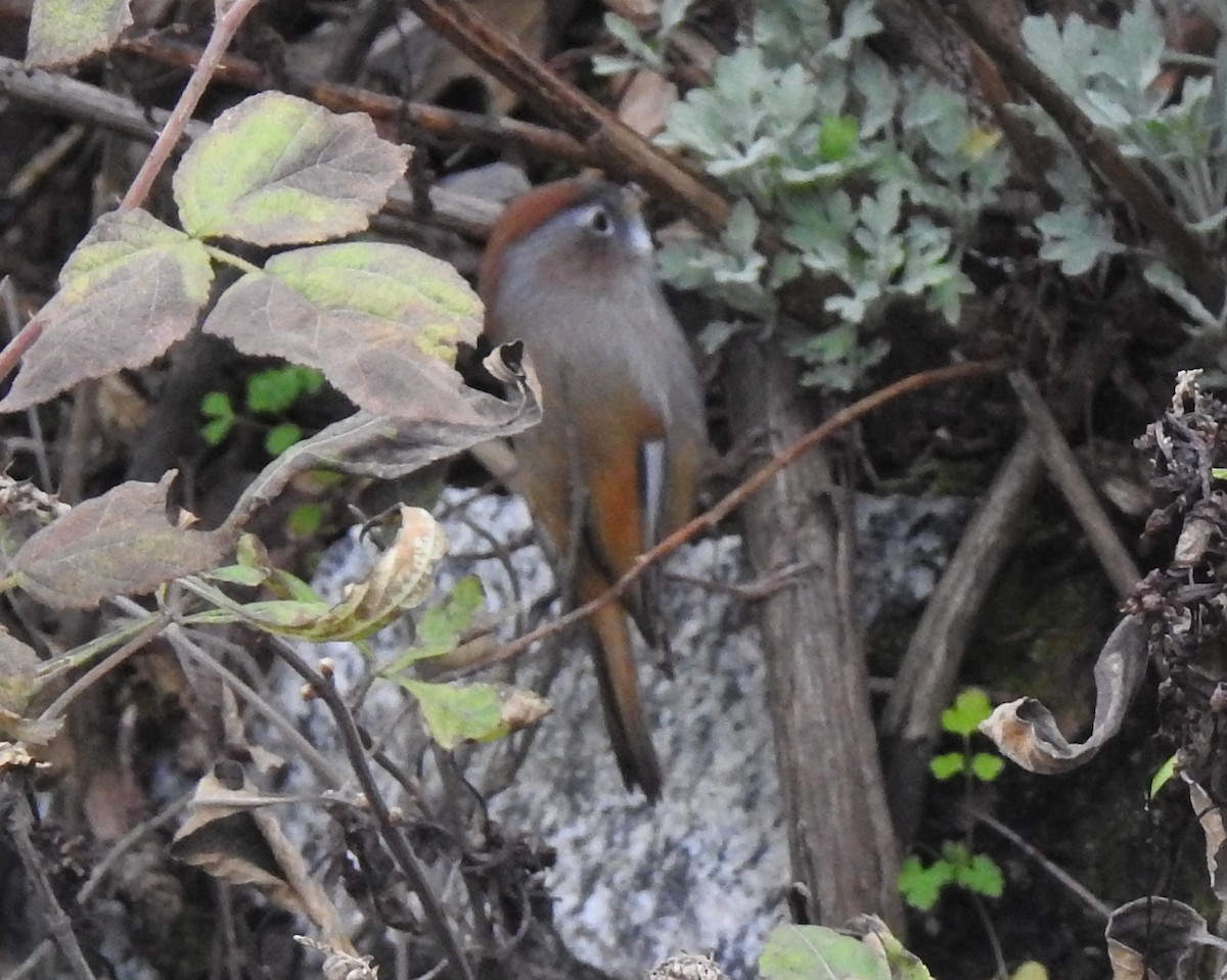 Spectacled Fulvetta - Scott Young