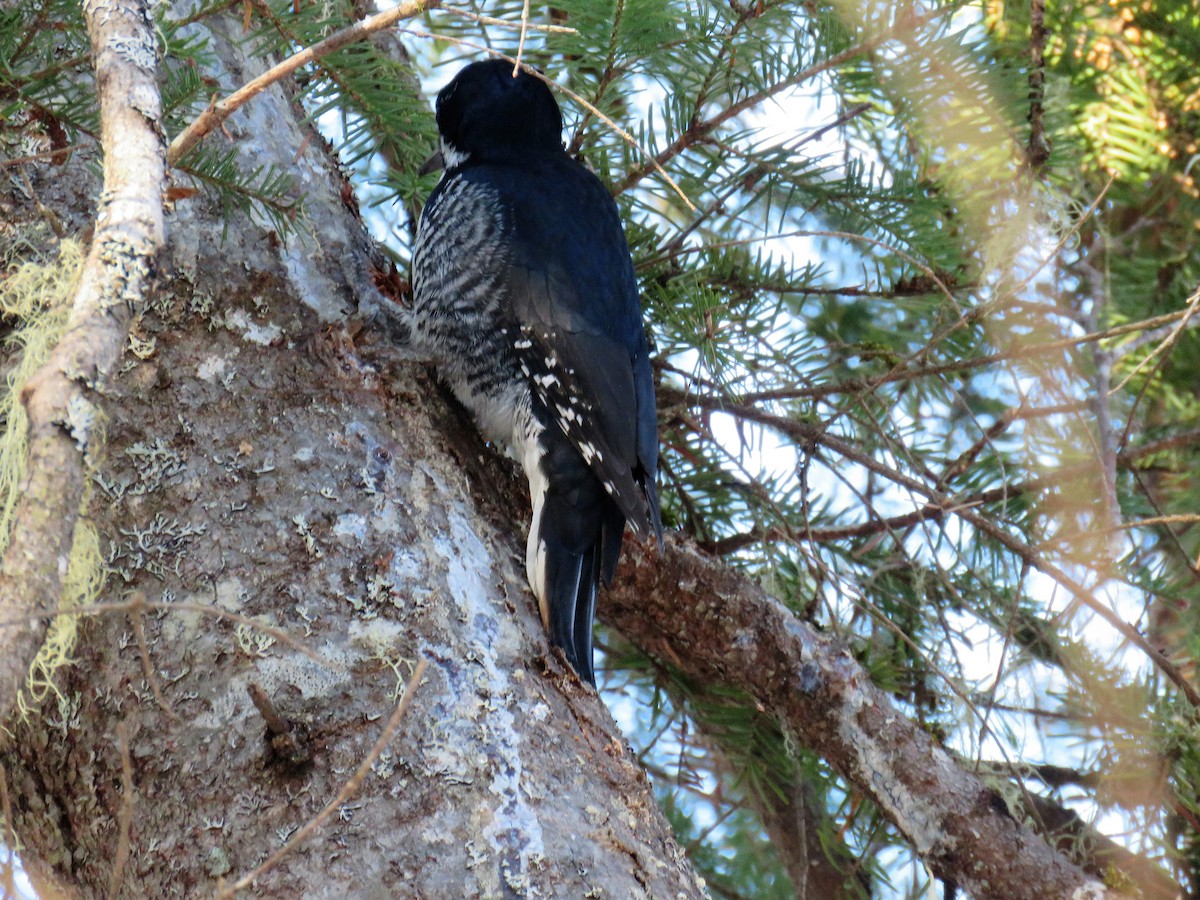 Black-backed Woodpecker - ML75009481