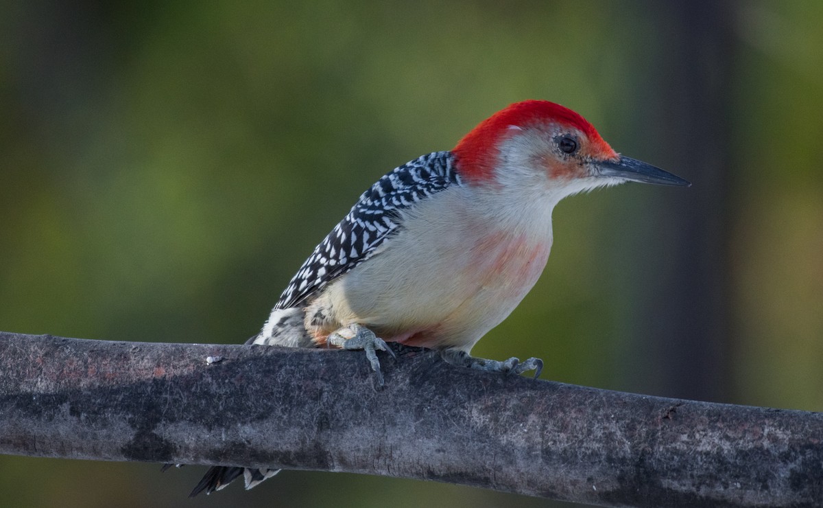 Red-bellied Woodpecker - Simon Boivin