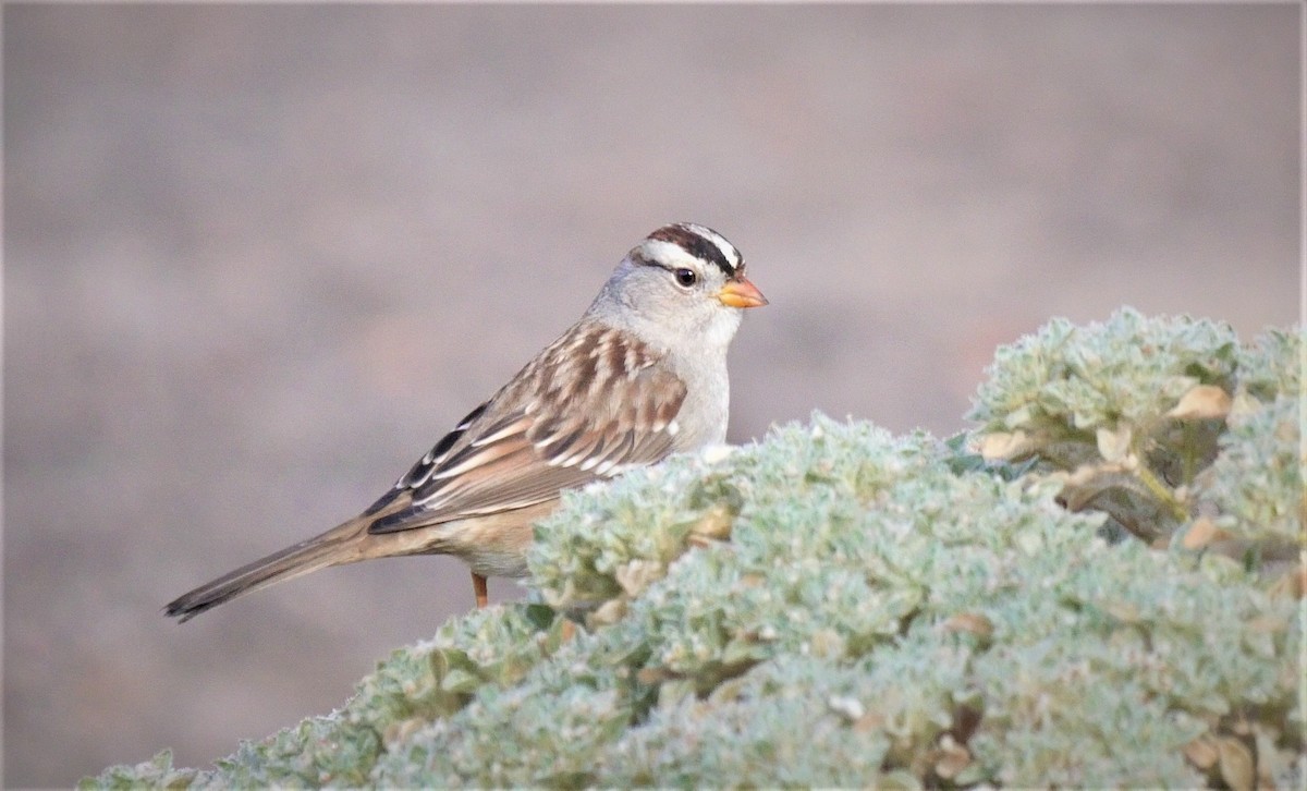 White-crowned Sparrow - Angela Kenny