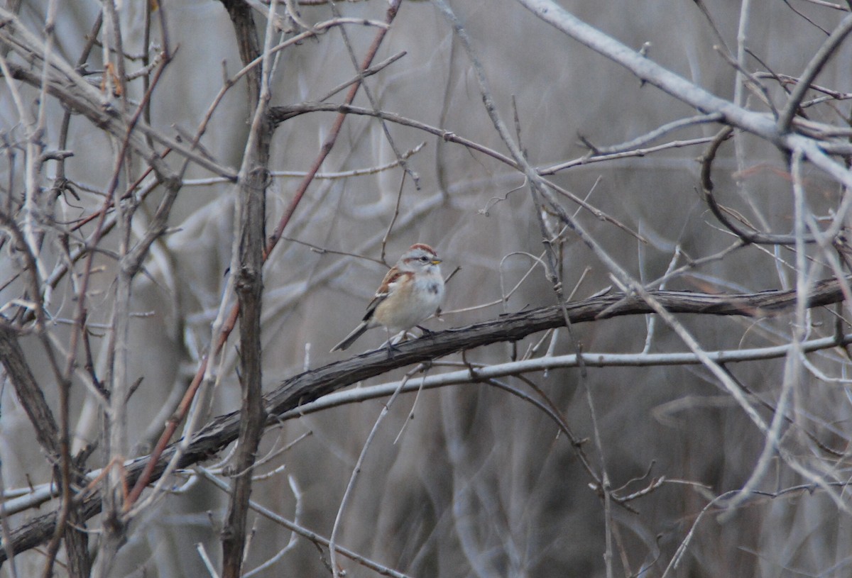 American Tree Sparrow - ML75013861