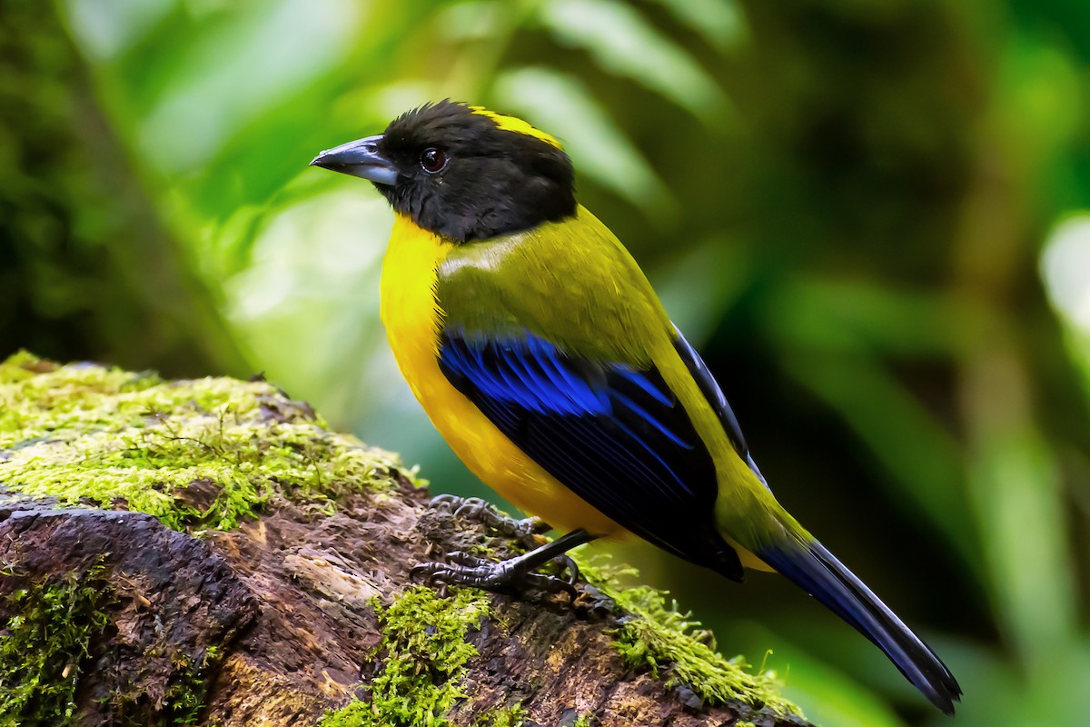 Black-chinned Mountain Tanager - ML75014581