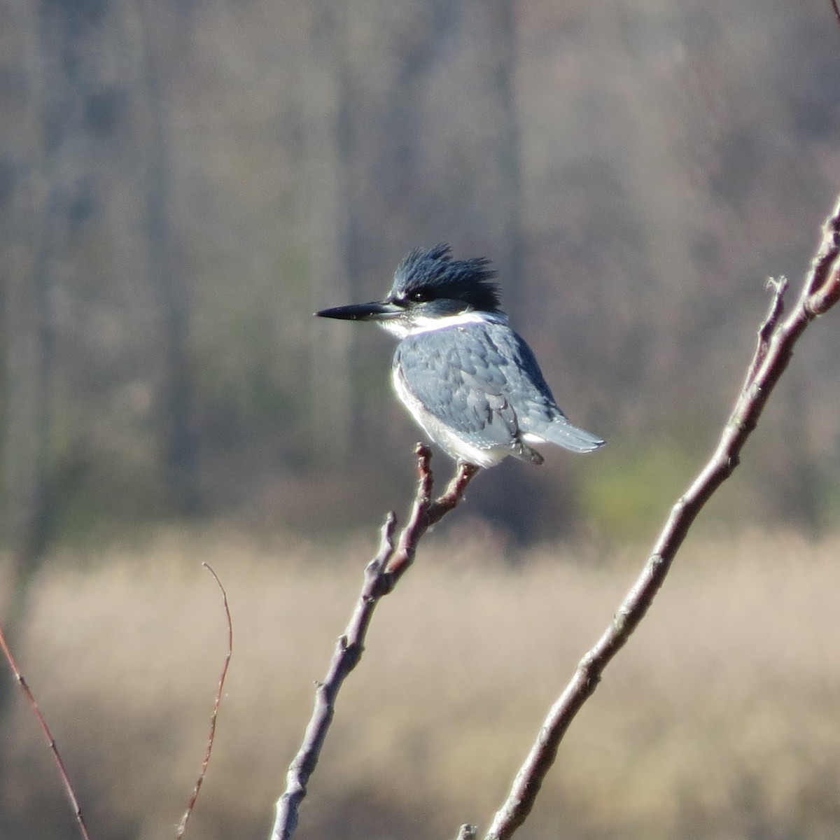 Belted Kingfisher - Mayte Torres