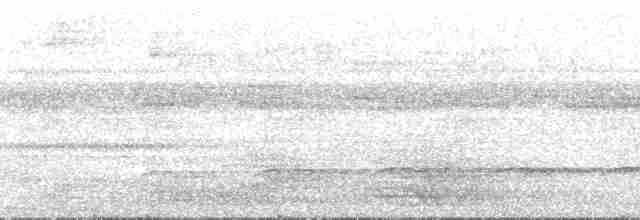 Graubrust-Ameisendrossel - ML75016