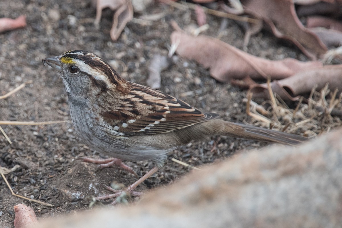 White-throated Sparrow - ML75016671