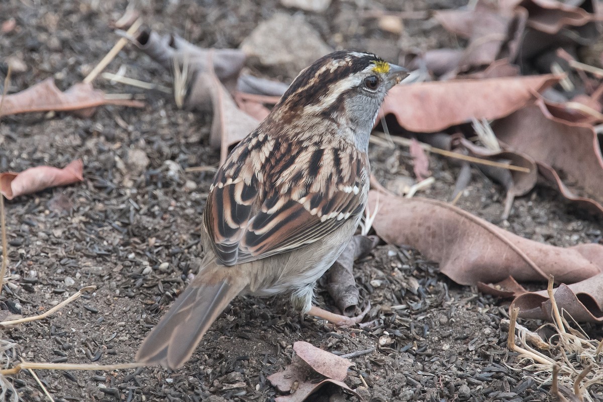 White-throated Sparrow - ML75016691