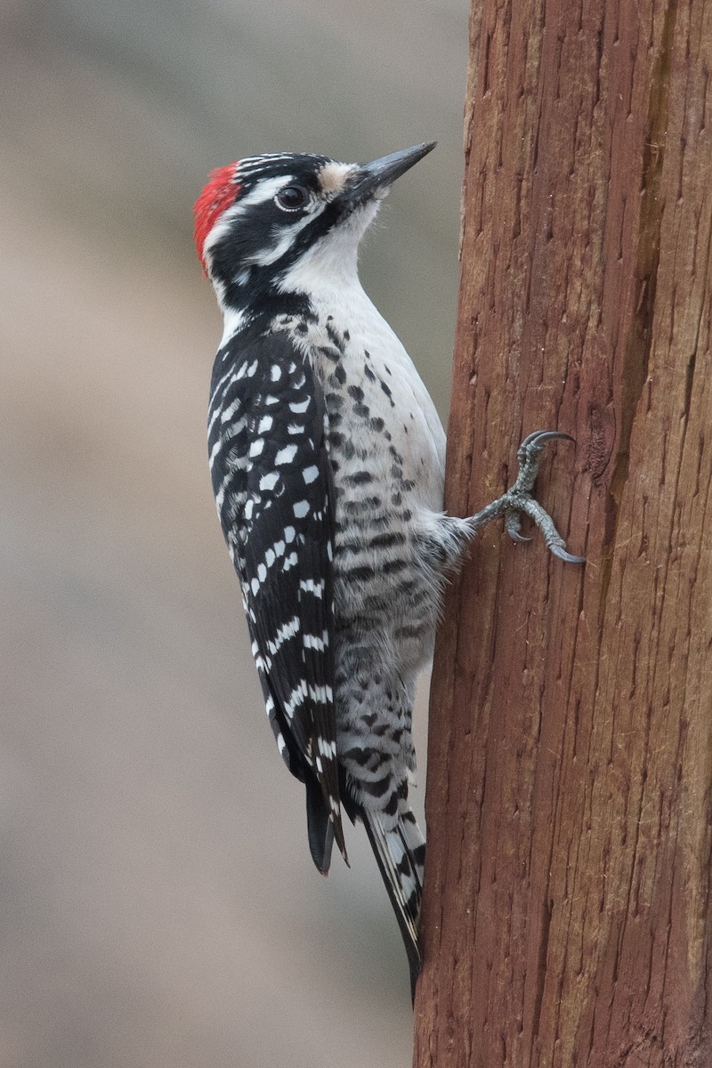 Nuttall's Woodpecker - ML75016811