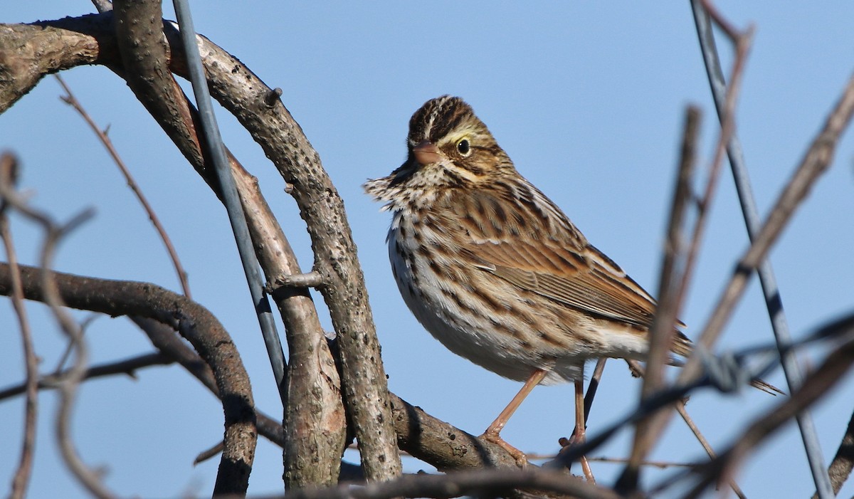 Savannah Sparrow - ML75016901