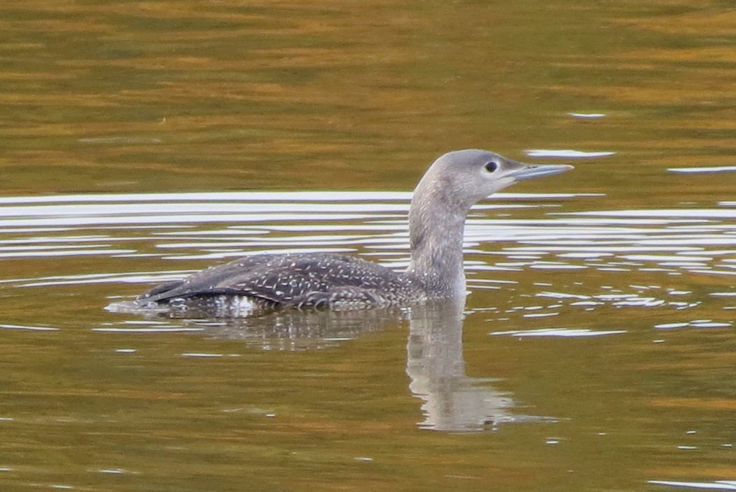 Red-throated Loon - Paul Bedell