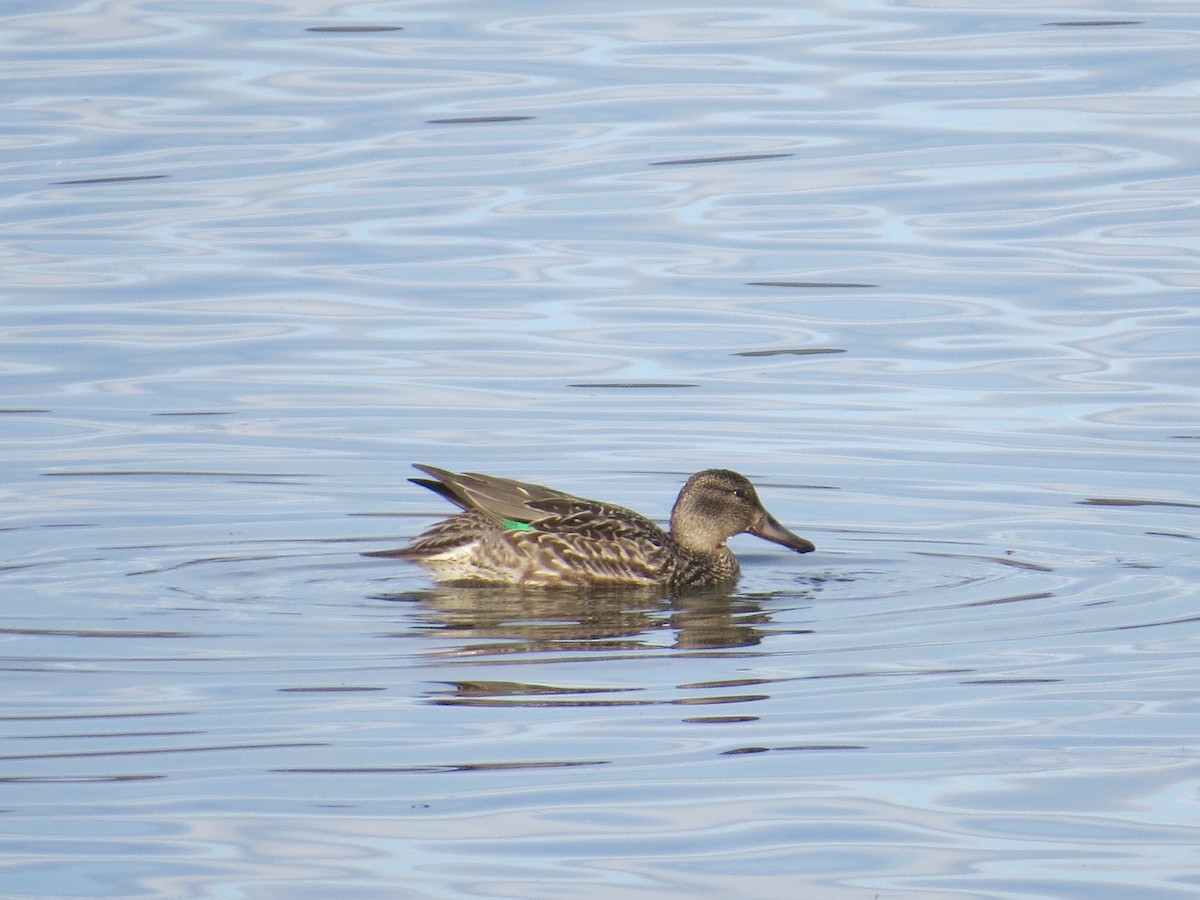 Green-winged Teal - ML75020881