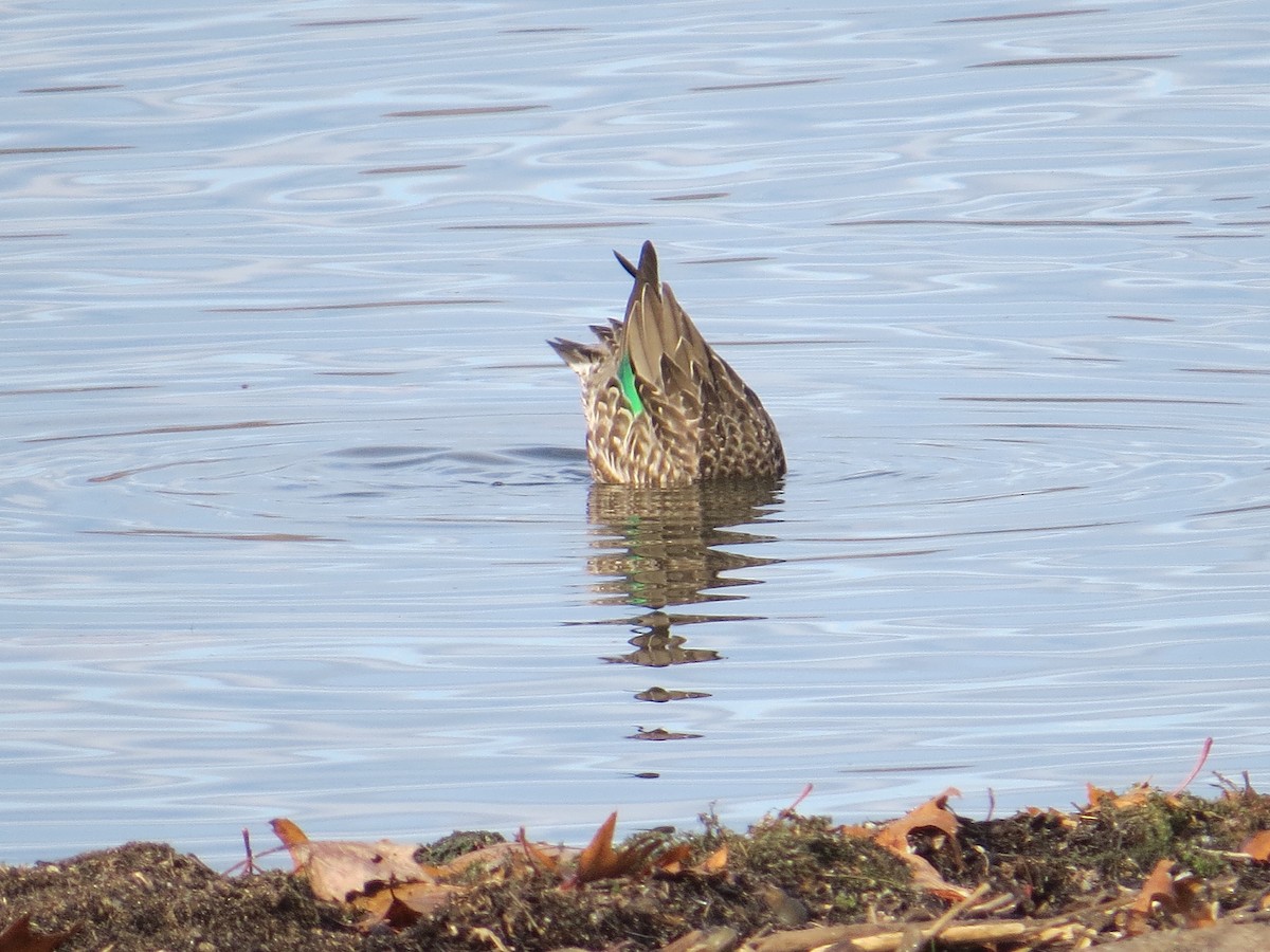 Green-winged Teal - ML75020961