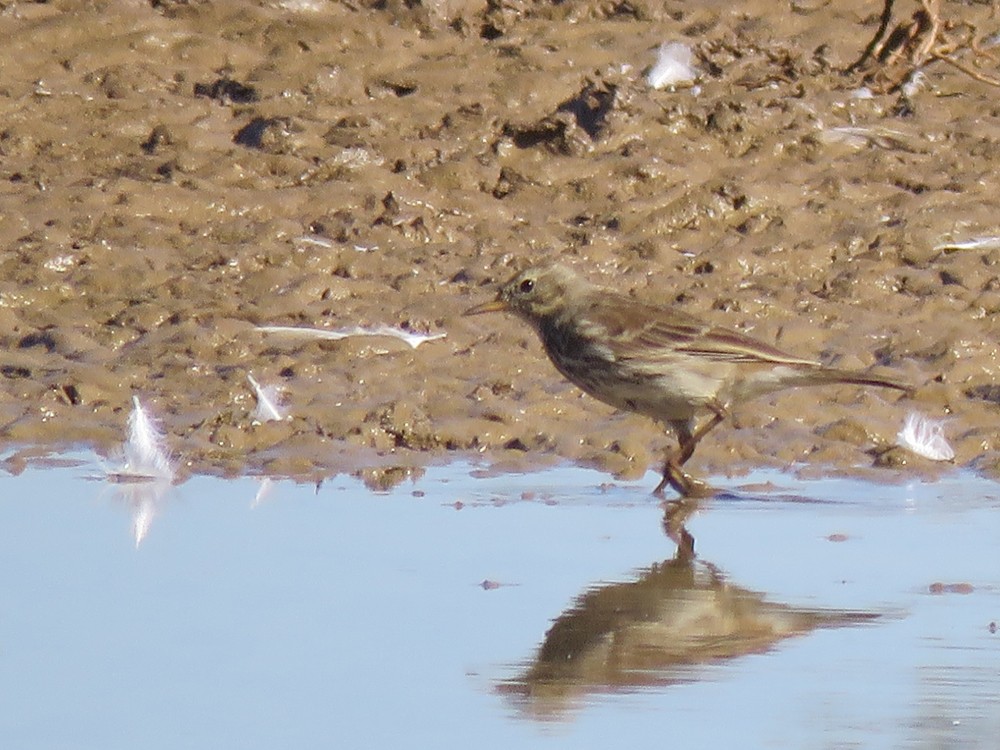 Water Pipit - ML75022421