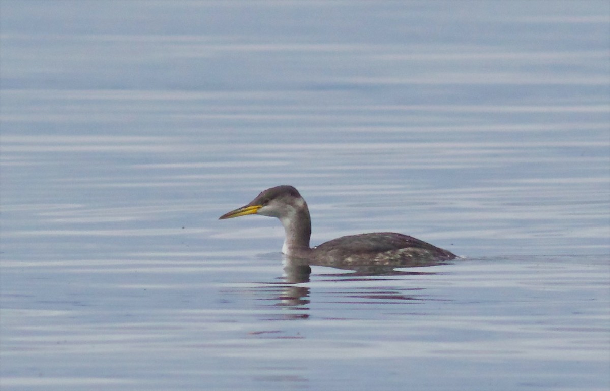 Red-necked Grebe - ML75022971