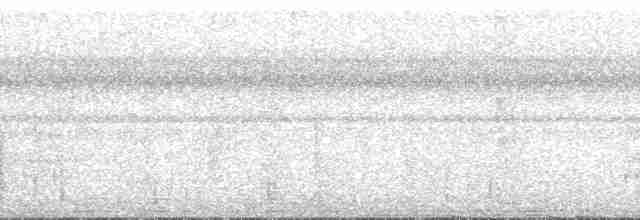 Cinereous Tinamou - ML75032