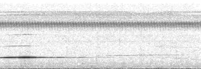 Cinereous Tinamou - ML75033