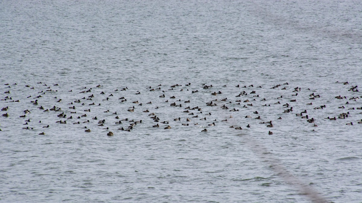 Greater/Lesser Scaup - ML75036021
