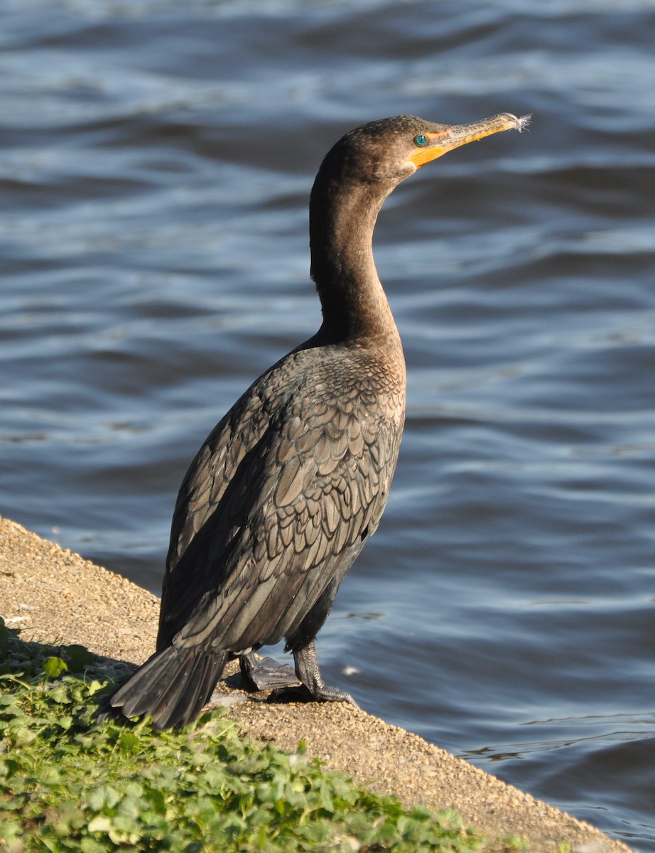 Double-crested Cormorant - Tim Healy