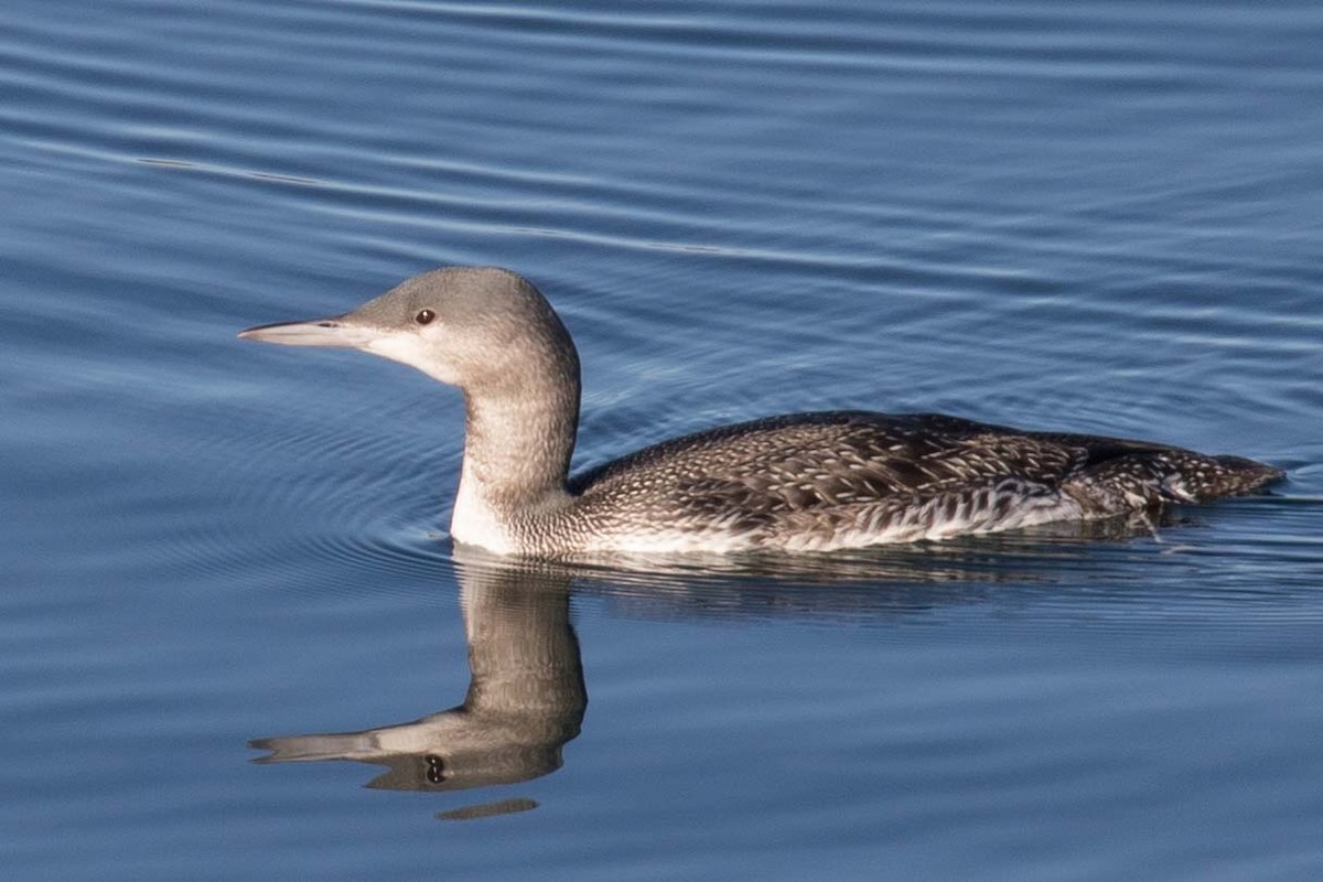 Red-throated Loon - Chuck Coxe