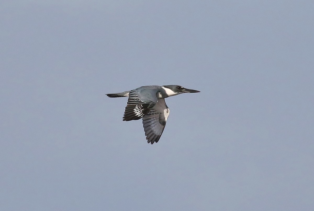 Belted Kingfisher - ML75039201