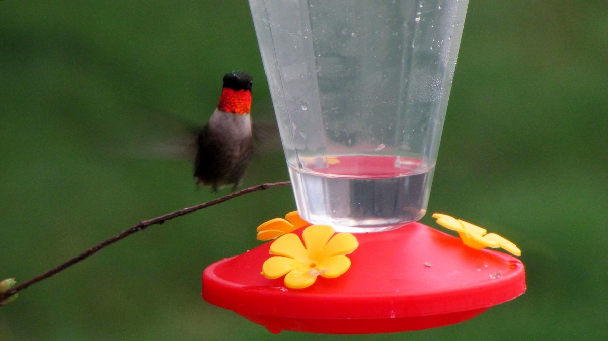 Ruby-throated Hummingbird - ML75040651