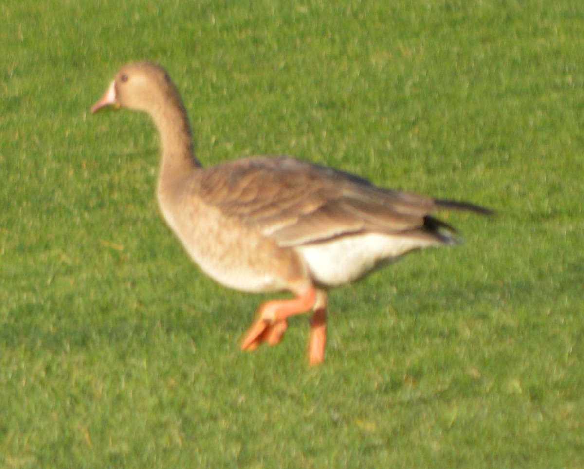 Greater White-fronted Goose - ML75042531