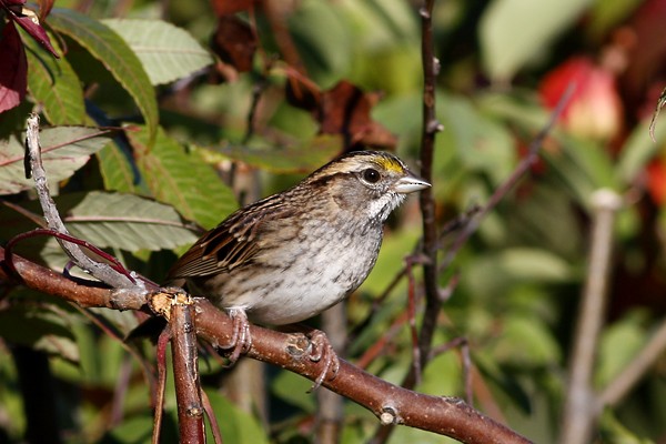 White-throated Sparrow - ML75045711