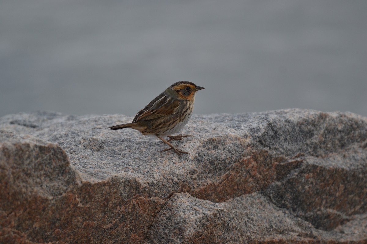 Saltmarsh Sparrow - ML75047471