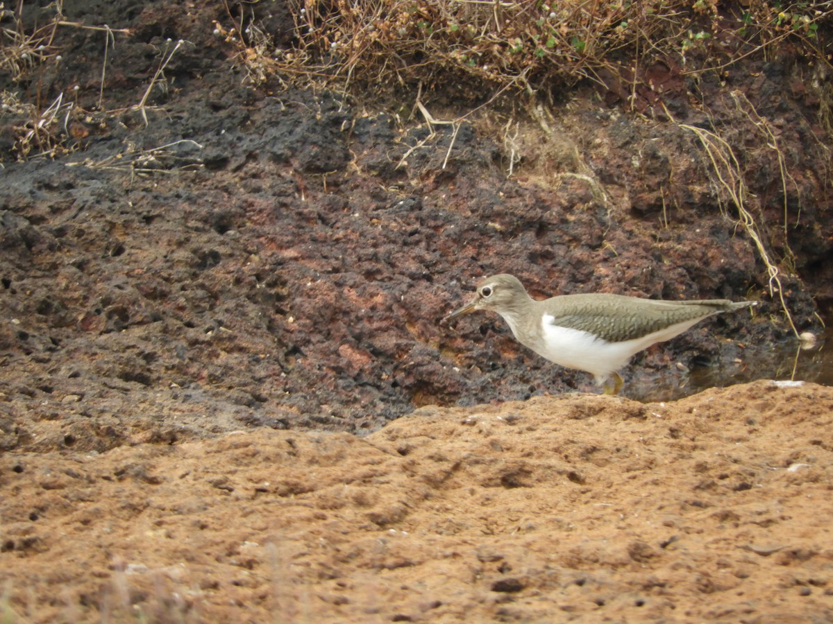 Common Sandpiper - Anjitha R