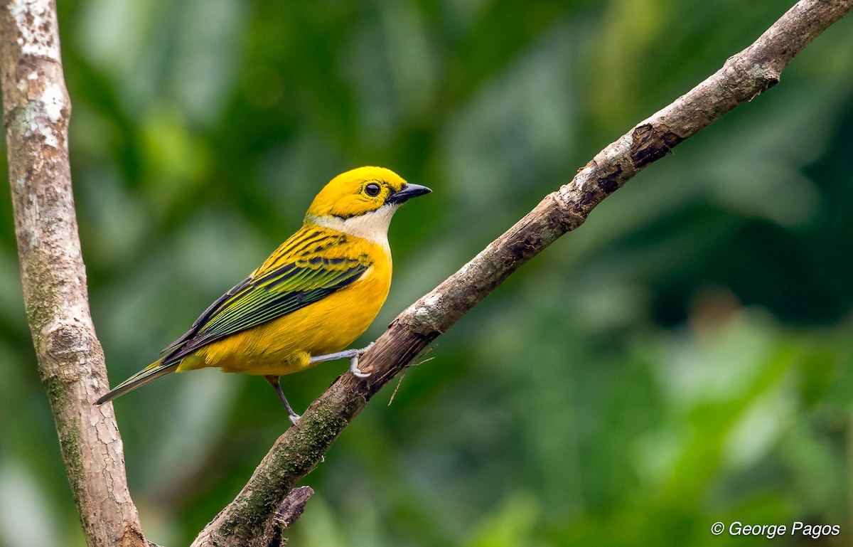 Silver-throated Tanager - ML75049131