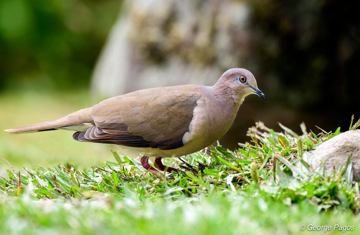 White-tipped Dove - George Pagos