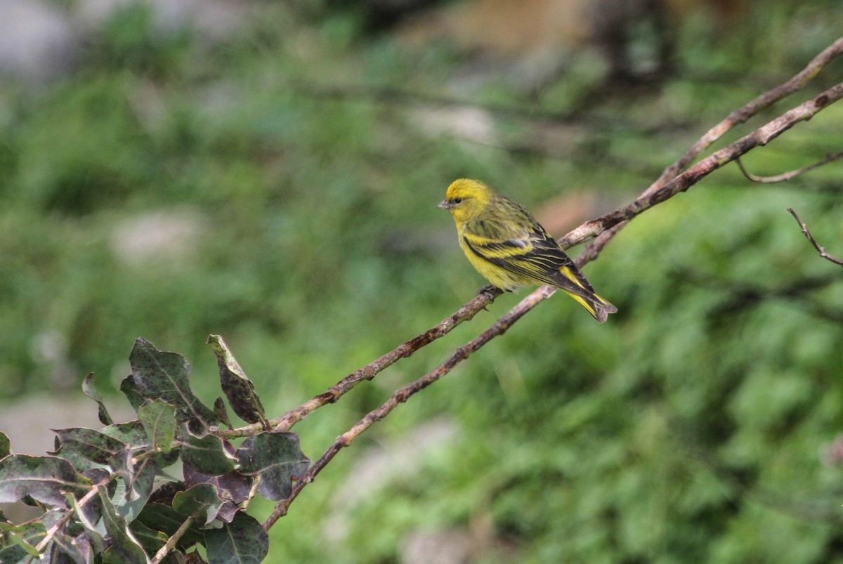 Yellow-crowned Canary - Evan Buechley