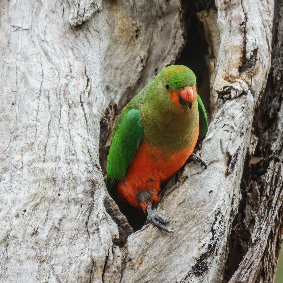Australian King-Parrot - Cedric Bear