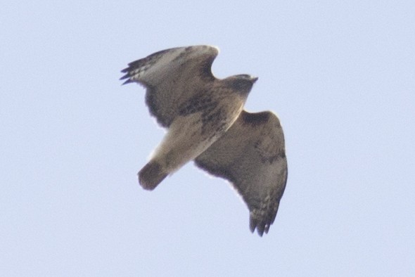 Red-tailed Hawk (abieticola) - ML75052861