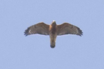 Red-shouldered Hawk - ML75053091