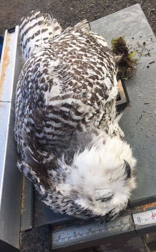 Snowy Owl - ML75053351