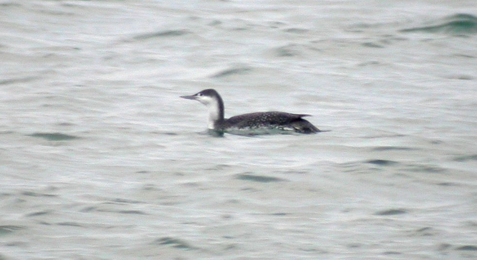 Red-throated Loon - ML75054611