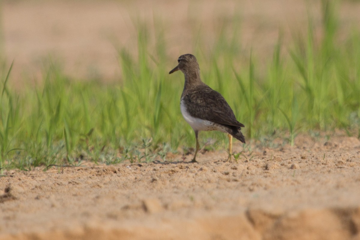 Spotted Sandpiper - Lindy Fung