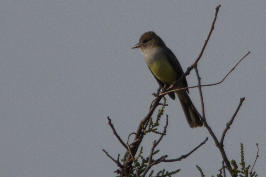 Short-crested Flycatcher - Lindy Fung